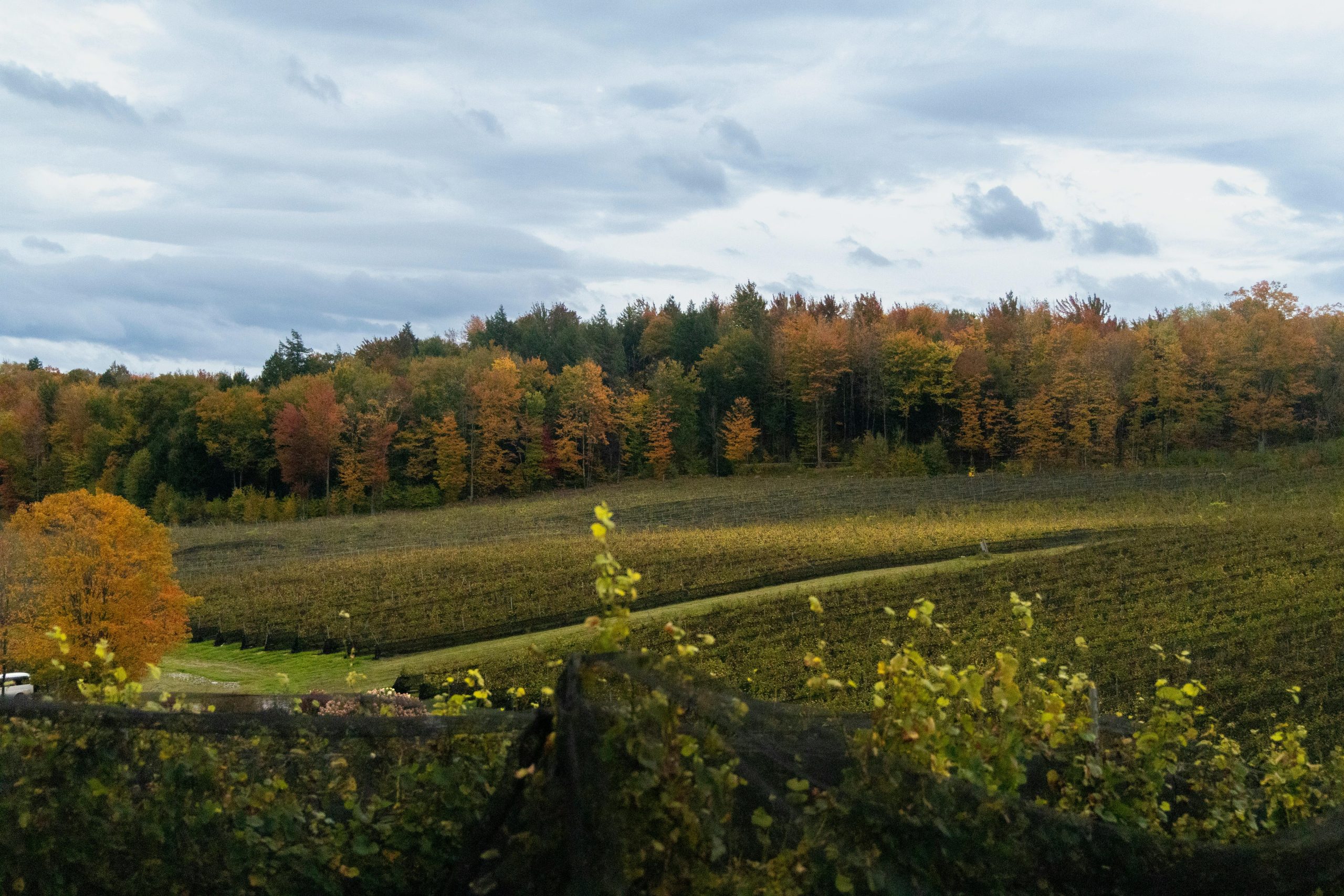 2026 加拿大各城市氣候懶人包|選對城市,遊學生活更舒適!