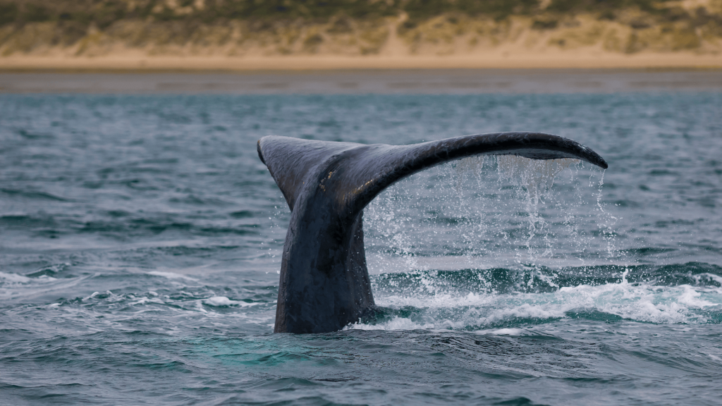 gv 維多利亞Victoria-GLC鉅霖